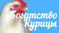 Богатство курицы (2014) онлайн